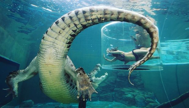 Ekstrem tatil: Avustralya'da timsah havuzu