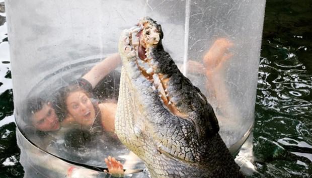 Ekstrem tatil: Avustralya'da timsah havuzu