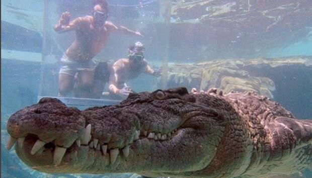 Ekstrem tatil: Avustralya'da timsah havuzu