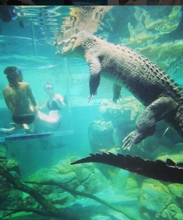 Ekstrem tatil: Avustralya'da timsah havuzu