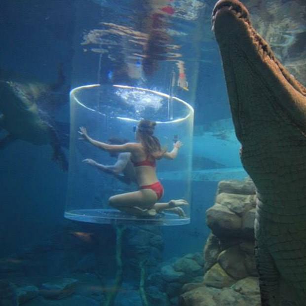 Ekstrem tatil: Avustralya'da timsah havuzu