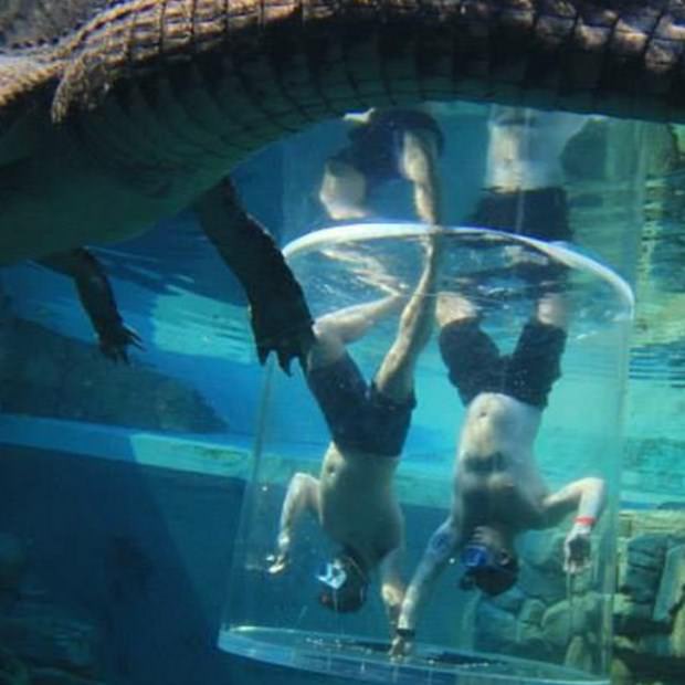 Ekstrem tatil: Avustralya'da timsah havuzu