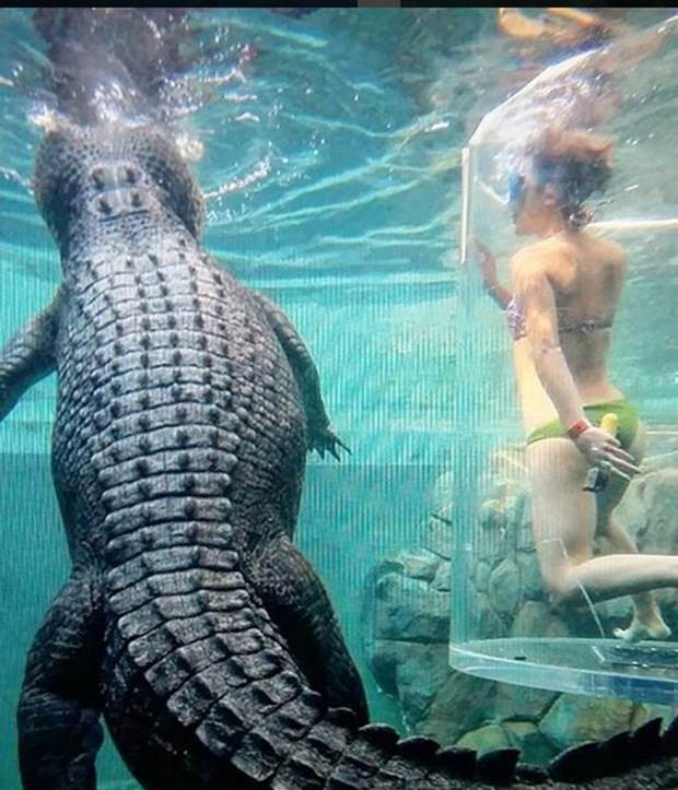 Ekstrem tatil: Avustralya'da timsah havuzu