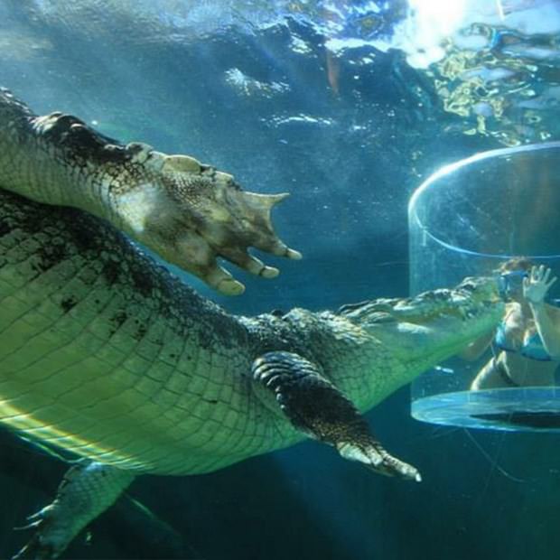 Ekstrem tatil: Avustralya'da timsah havuzu