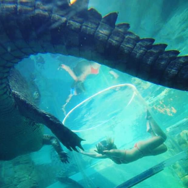 Ekstrem tatil: Avustralya'da timsah havuzu