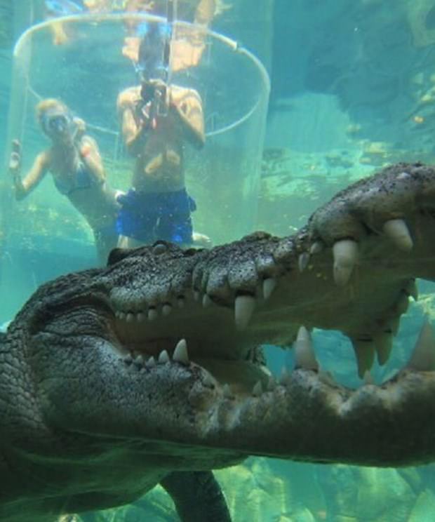 Ekstrem tatil: Avustralya'da timsah havuzu