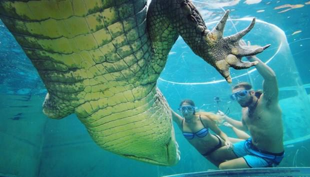 Ekstrem tatil: Avustralya'da timsah havuzu