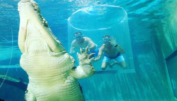 Ekstrem tatil: Avustralya'da timsah havuzu