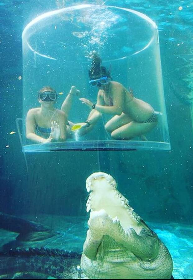 Ekstrem tatil: Avustralya'da timsah havuzu