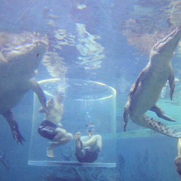 Ekstrem tatil: Avustralya'da timsah havuzu