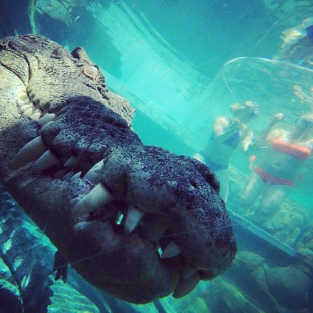 Ekstrem tatil: Avustralya'da timsah havuzu