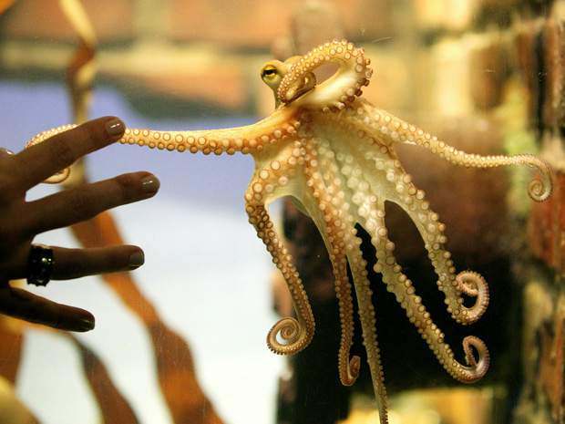 Ahtapotlar uzaylı çıktı