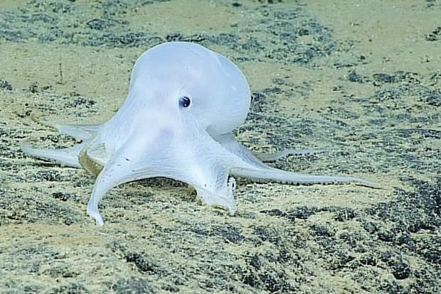 Ahtapotlar uzaylı çıktı