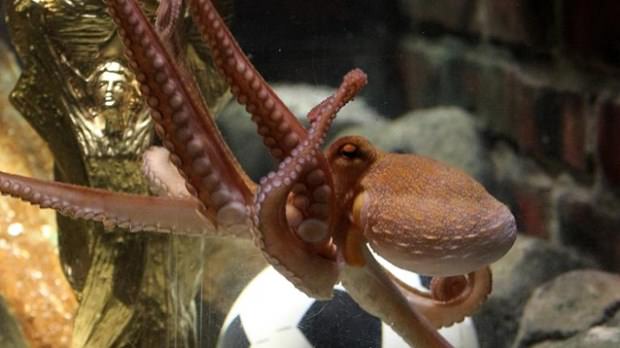 Ahtapotlar uzaylı çıktı