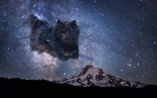 İnternetin yeni fenomeni