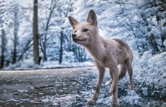 Hayalet kasaba Çernobil'den Fallout 4'ü aratmayan kareler