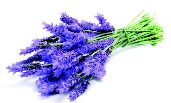 Gebze'de bir koku üssü