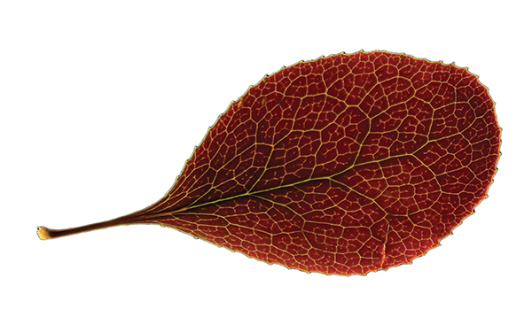 Gebze'de bir koku üssü