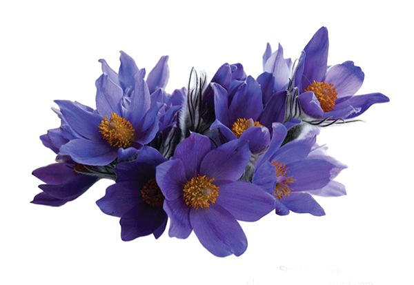 Gebze'de bir koku üssü