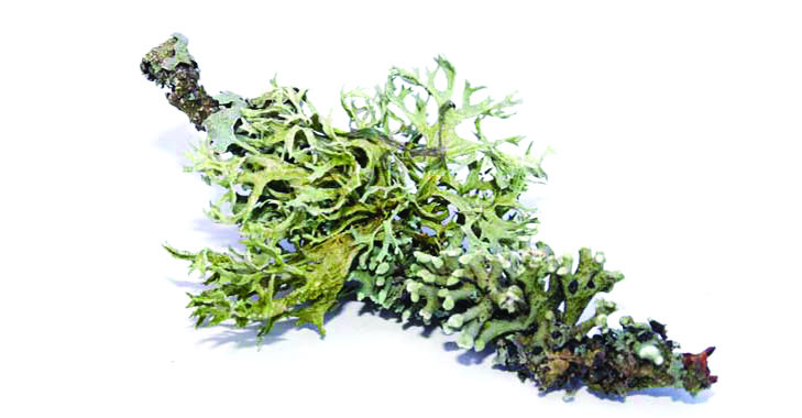 Gebze'de bir koku üssü