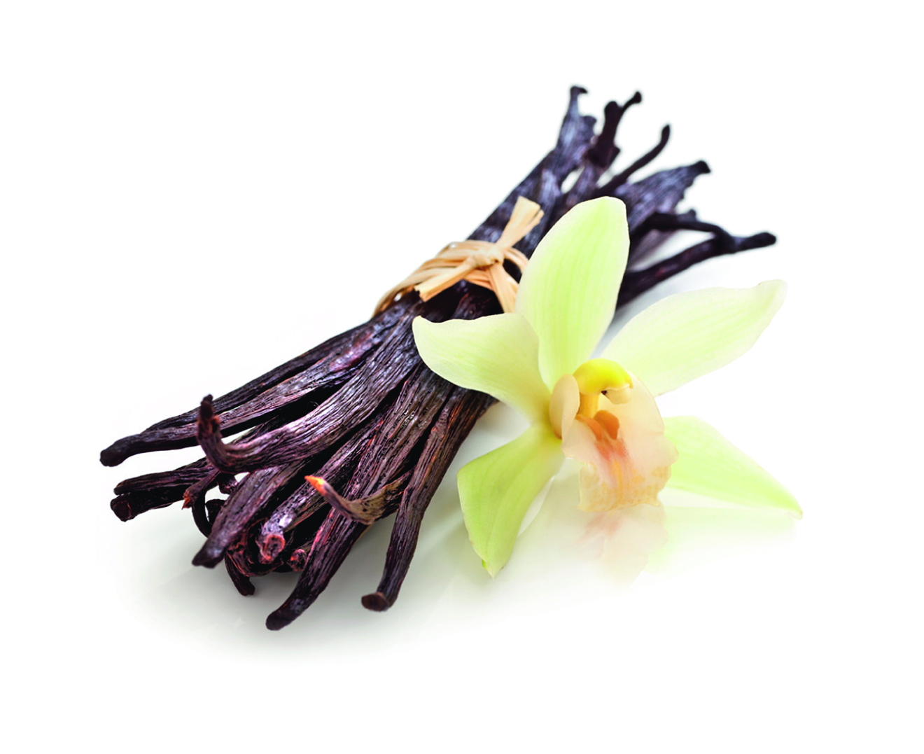 Gebze'de bir koku üssü