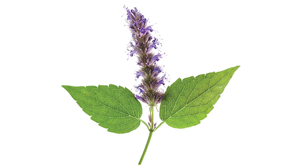 Gebze'de bir koku üssü