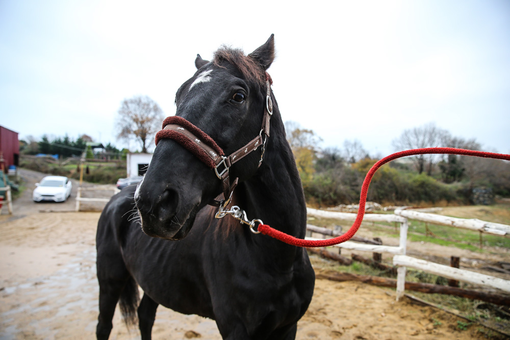 Bizim için Şampiyon'da oynayan Ganesh, Bold Pilot'ın oğlu çıktı
