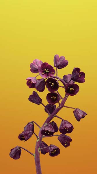 iPhone için En Güzel Duvar Kağıtları