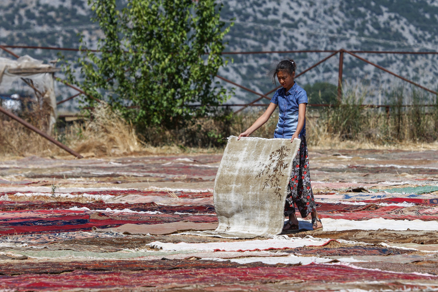 'Halı tarlaları'nın göz alıcı şöleni