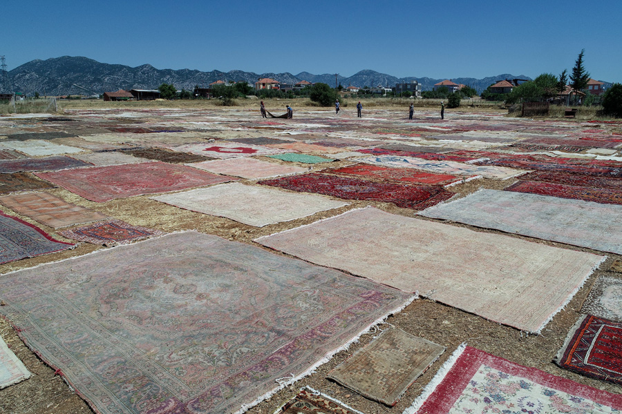 'Halı tarlaları'nın göz alıcı şöleni