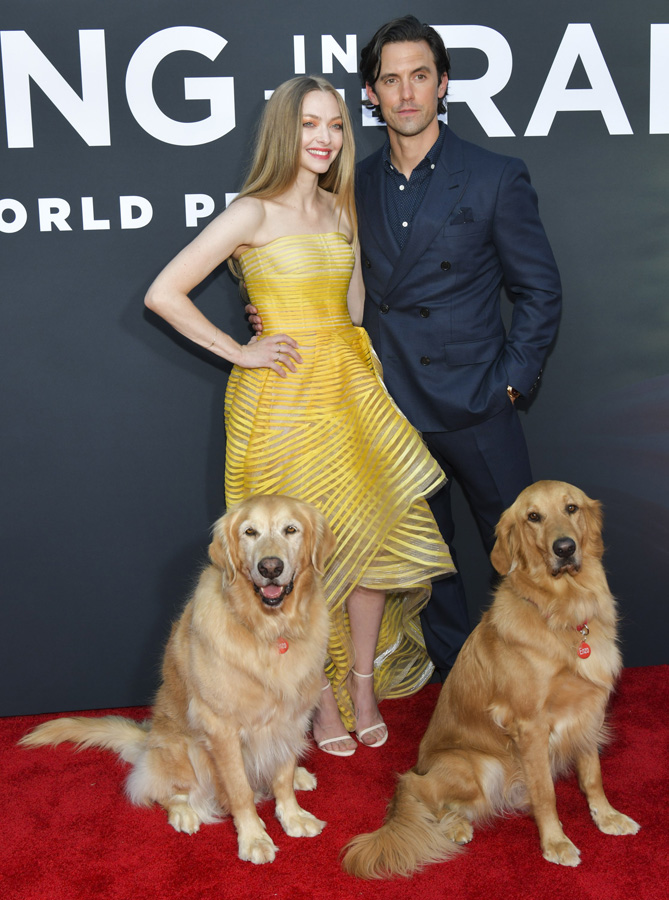 Amanda Seyfried ve Milo Ventimiglia galada rol arkadaşları köpeklerle