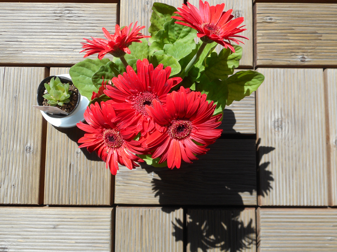 Ofisinizde büyütebileceğiniz en ideal 8 bitki çeşidi