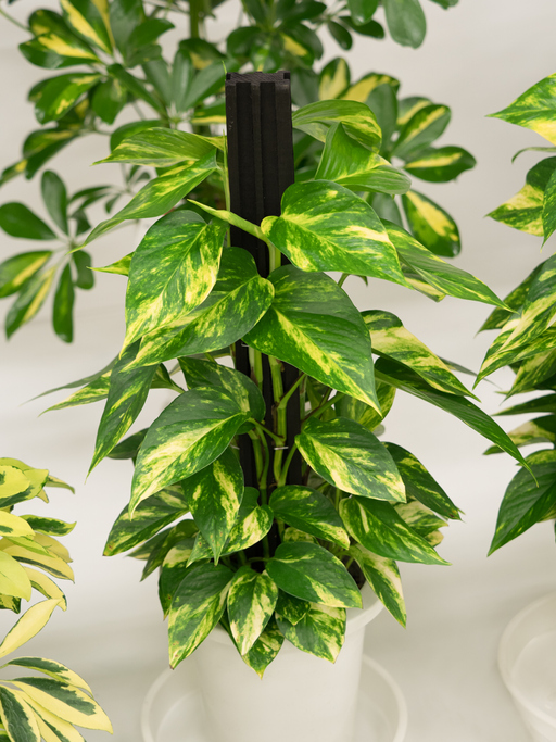 Ofisinizde büyütebileceğiniz en ideal 8 bitki çeşidi