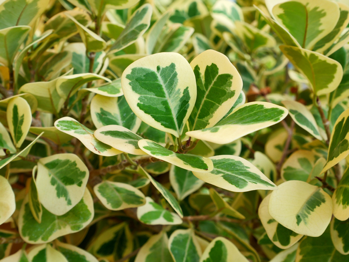 Ofisinizde büyütebileceğiniz en ideal 8 bitki çeşidi