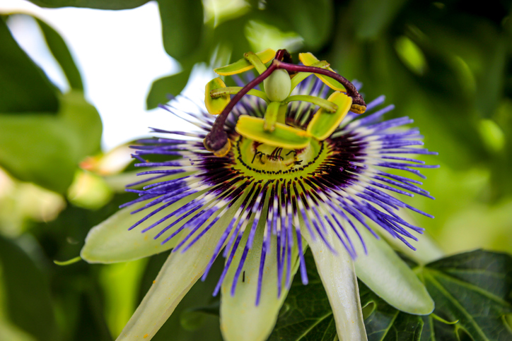 Uykusuzluk için 7 bitki çayı önerisi