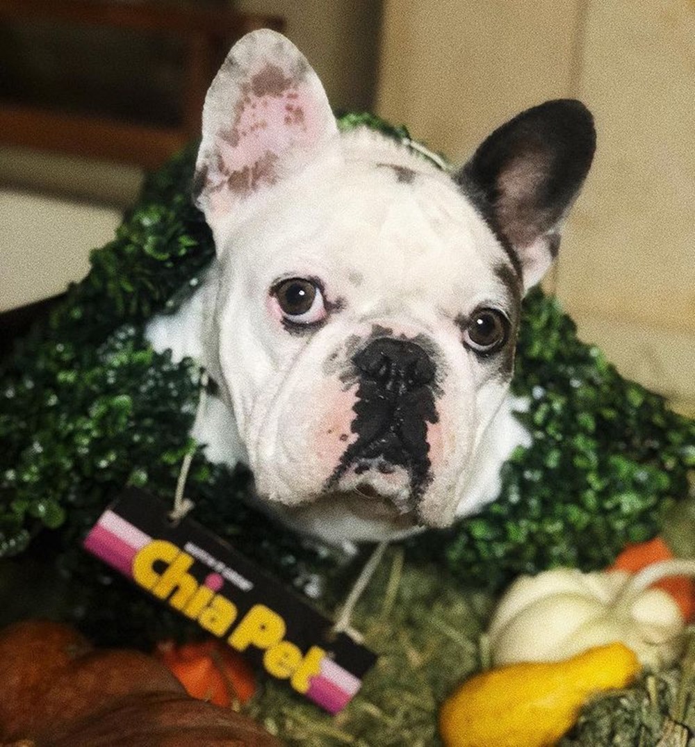 Silahlı saldırıyla Lady Gaga'nın köpeklerini çaldılar