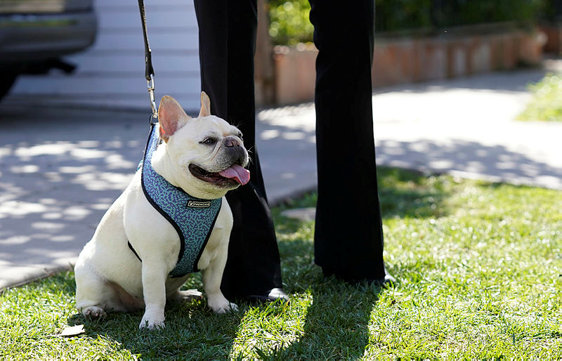 Silahlı saldırıyla Lady Gaga'nın köpeklerini çaldılar