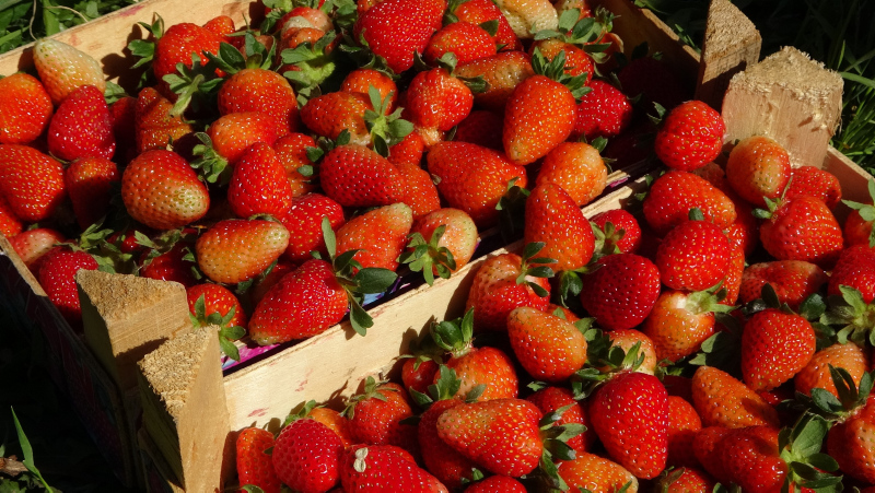 Çileğin bilinmeyen 12 önemli faydası!