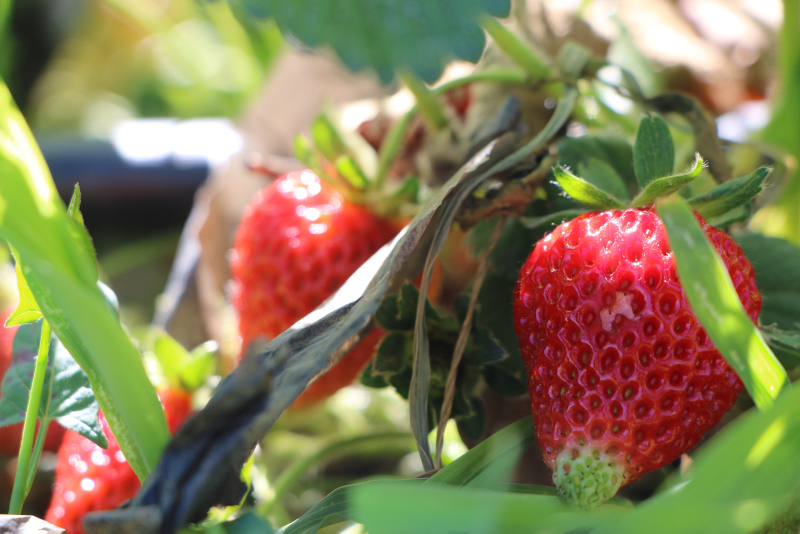 Çileğin bilinmeyen 12 önemli faydası!