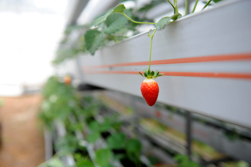 Çileğin bilinmeyen 12 önemli faydası!