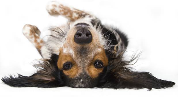 Evcil Hayvanlar Hakkında Bilmedikleriniz