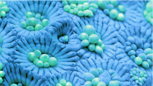 Su altının nefes kesen güzelliği