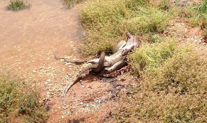 Ölüm kalım savaşı