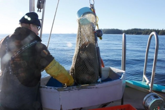 Okyanusun en garip canlıları