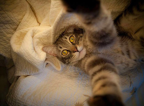 ''Selfie" çeken kediler