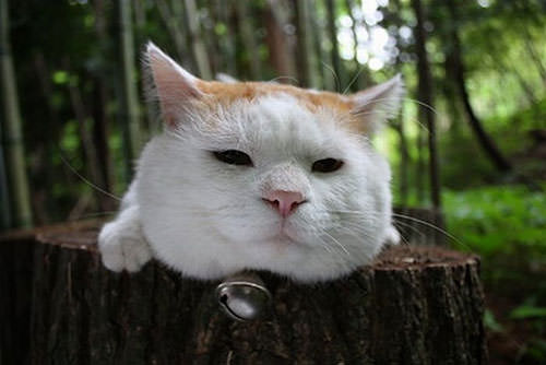 Bilim dünyasının en önemli 12 kedisi