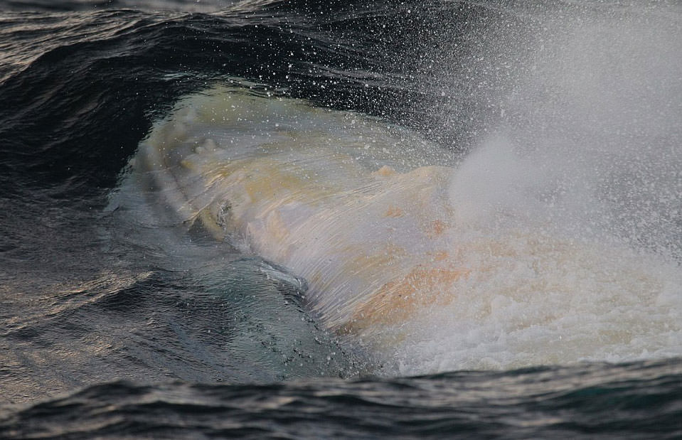 Doğanın beyazları