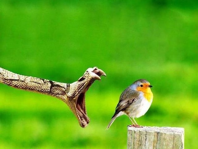 Vahşi doğadan etkileyici yaşam mücadeleleri