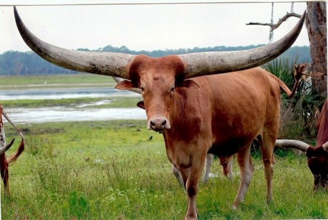 Varlığından habersiz olduğunuz hayvanlar