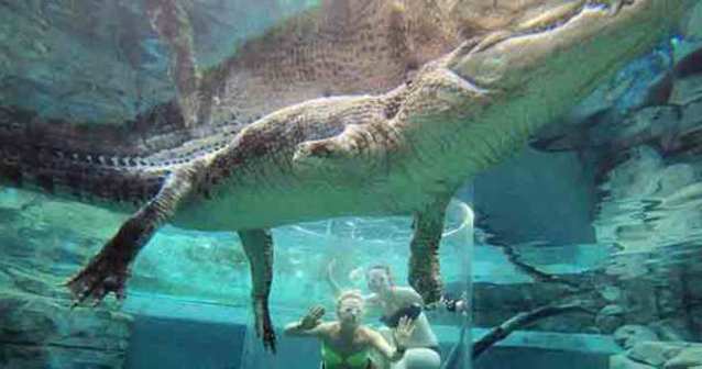 Ekstrem tatil: Avustralya'da timsah havuzu